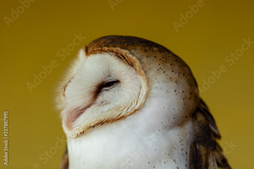 Barn owls (family Tytonidae) are one of the two families of owls, the other being the true owls or typical owls, Strigidae.  © Murilo