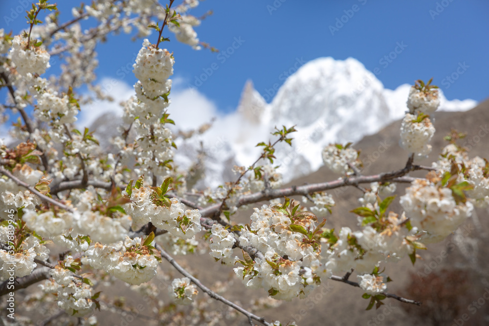 White cherry blossom in spring with Ladyfinger Peak at the westernmost subrange of the Karakoram range in Pakistan.