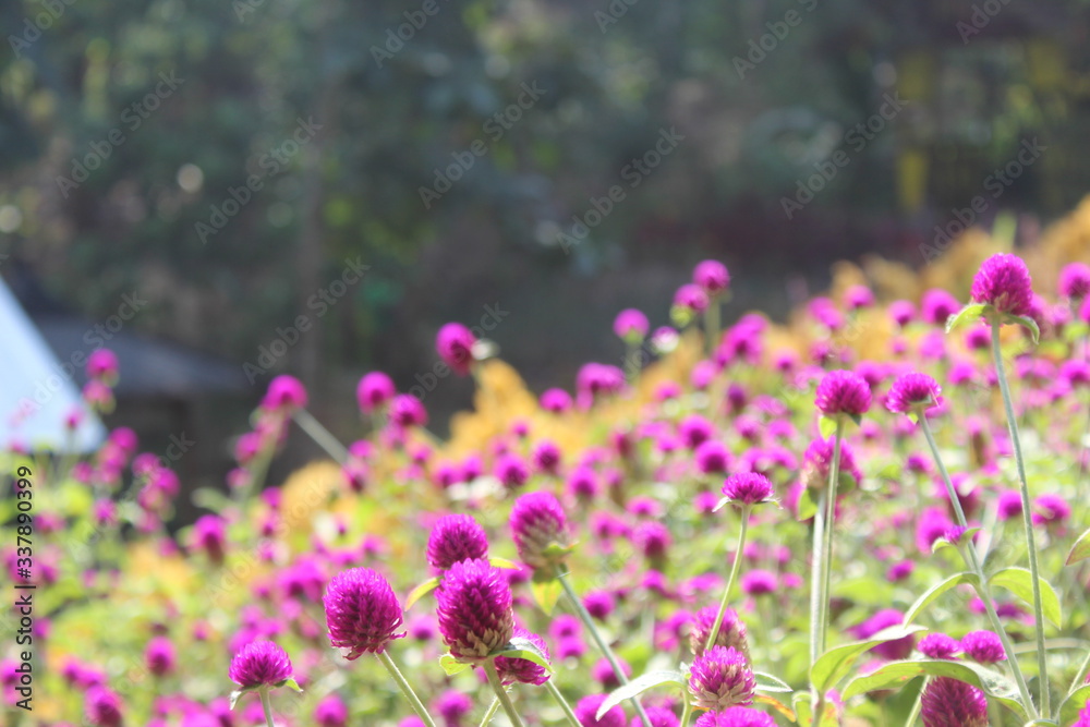 Gomphrena globosa, commonly called globe amaranth, is a compact annual that typically grows 12-24” tall on upright branching stems. Gomphrena globosa, commonly called globe amaranth, is a compact annual that typically grows 12-24” tall on upright branching stems.
