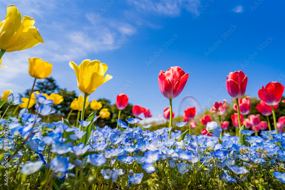 Obraz premium チューリップとネモフィラ 葛西臨海公園 東京