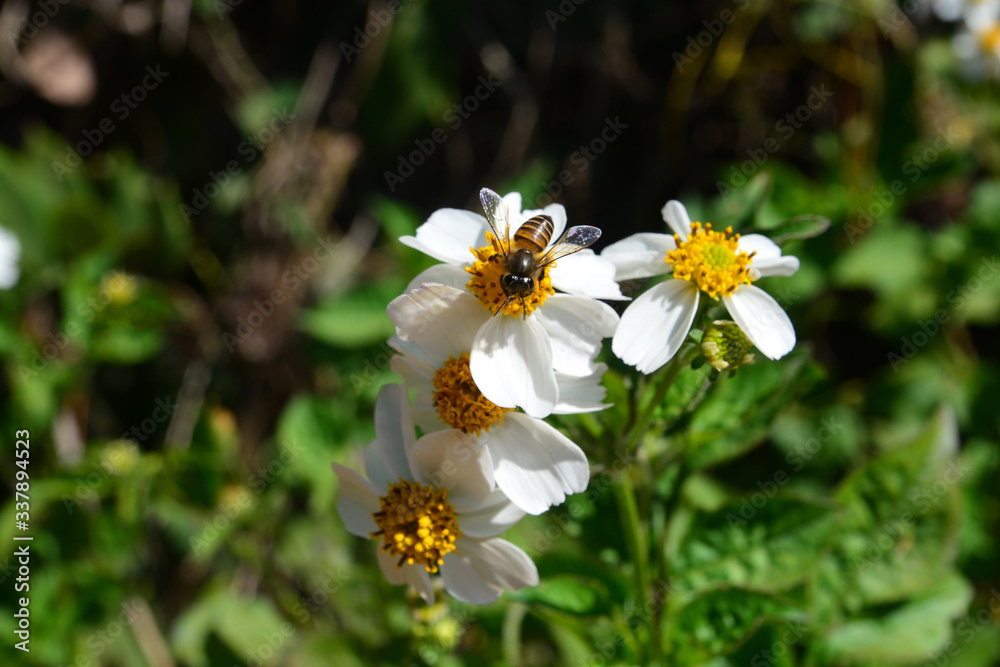 Blackjack, Spanish needle or Bidens pilosa L. Blackjack, Spanish needle or Bidens pilosa L.