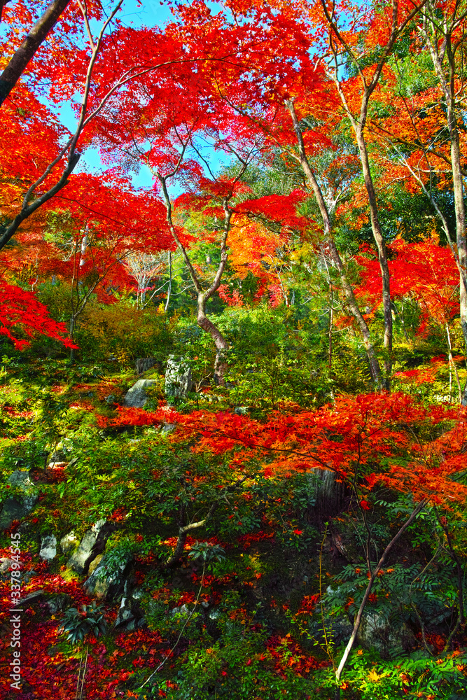 紅葉シーズンの京都嵐山。紅葉した森の中の風景。
