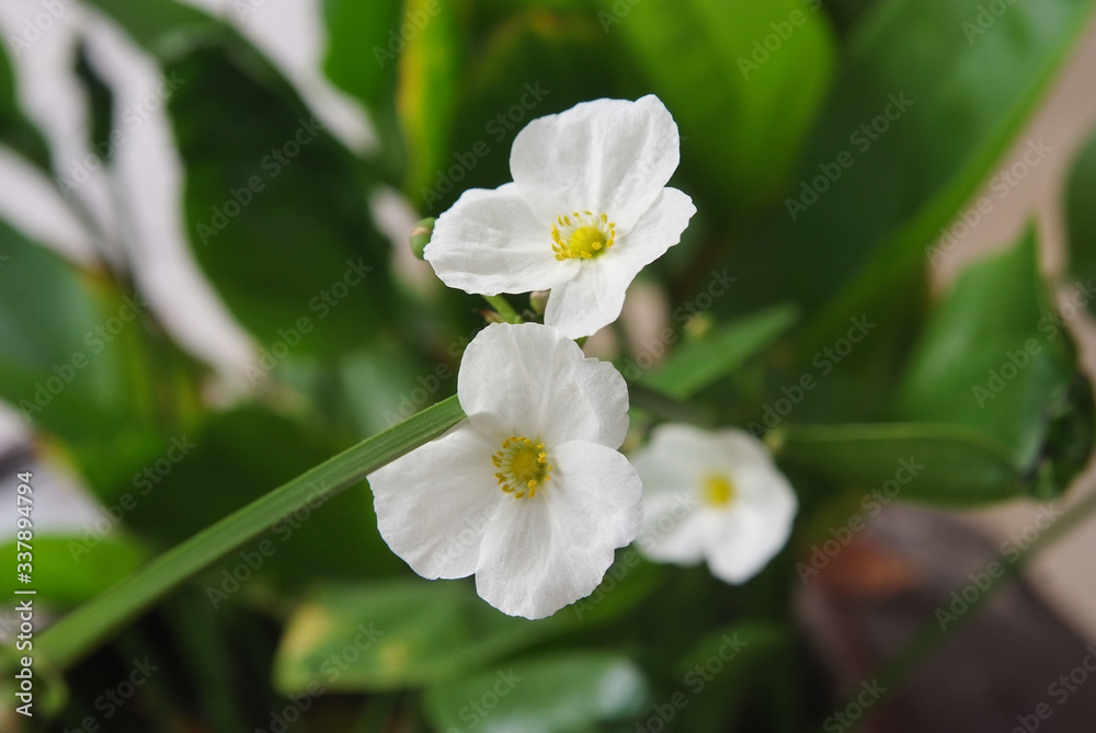 Fototapeta premium Burhead, Texas mud baby or Echinodosus cordifolius (L.) Griseb.