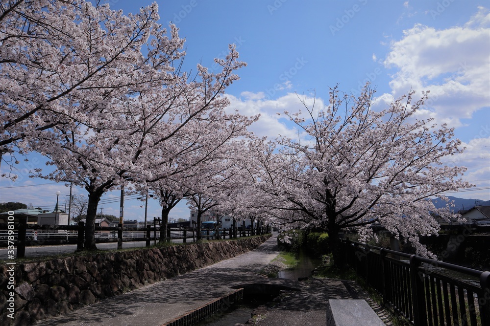 Fototapeta premium 上牧町の桜並木