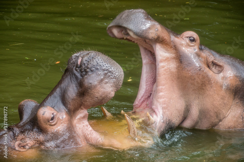 Two hippos play fighting in the water
