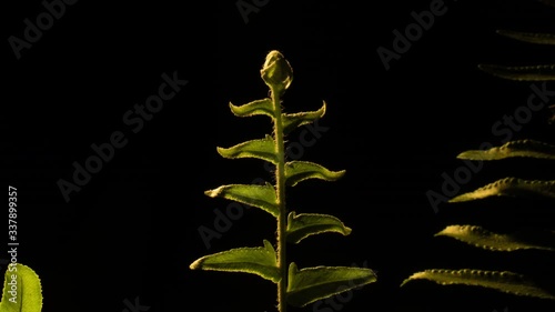 Fern unfurl on black background - follow growth