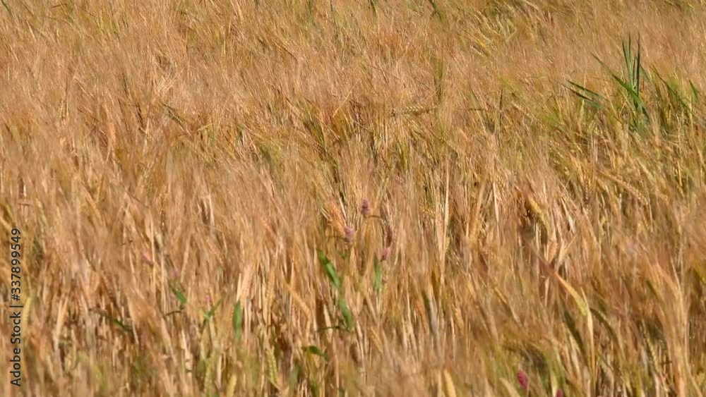 Wheat field close up crops growing in field UK 4K Wheat field close up crops growing in field UK 4K
