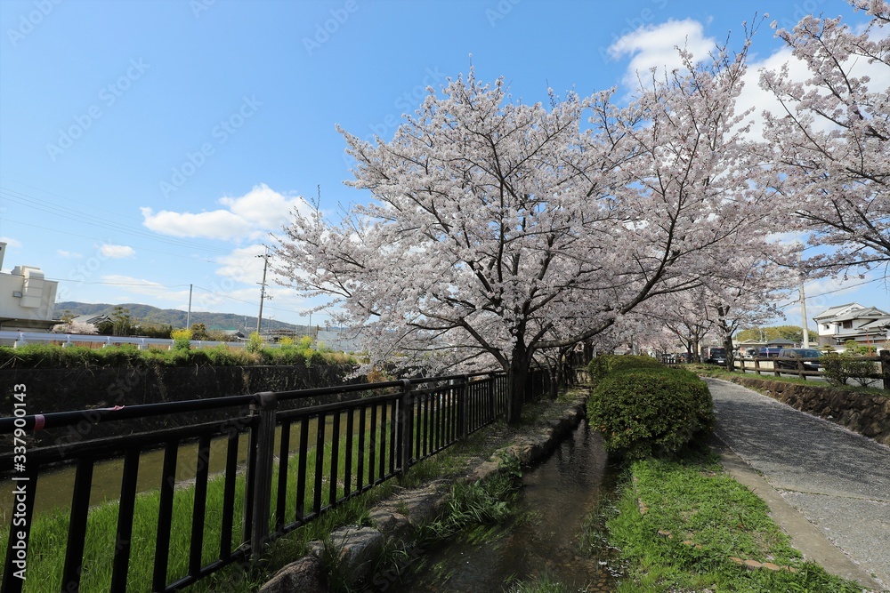 上牧町の桜並木