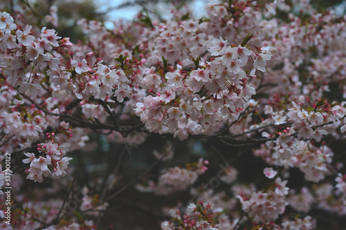 sakura, the most beautiful flower in Japan