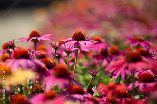 A field of ornamental coneflowers (Echinacea spp.)