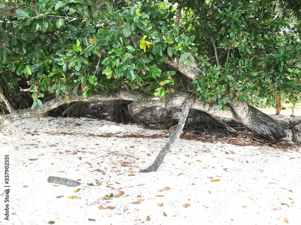 Plage des Seychelles. Océan indien. Une île paradisiaque. Plage des Seychelles. Océan indien. Une île paradisiaque.