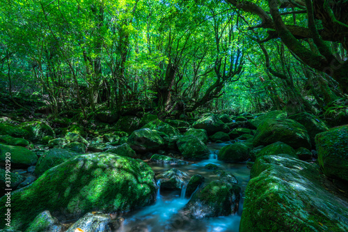 緑深い森、屋久島