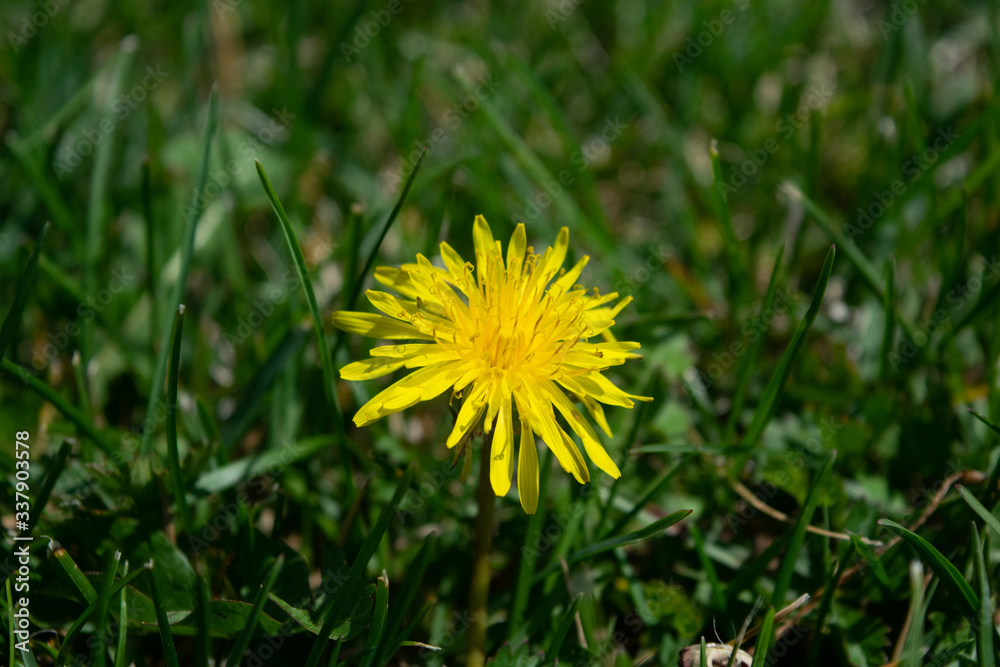 dandelion