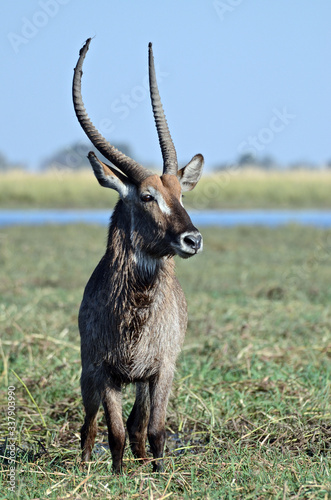 Canvas Print A waterbuck on the banks of the Chobe River in Botswana