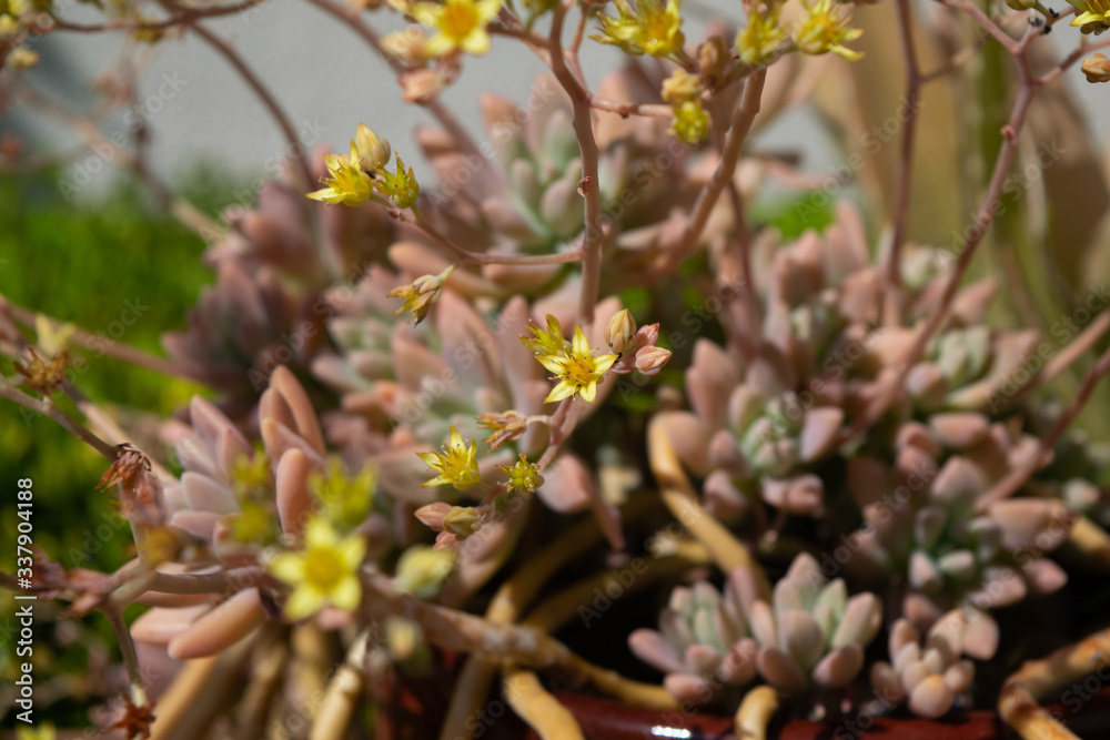 Fototapeta premium yellow succulent flower