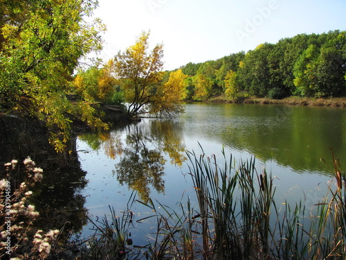 reflection of trees in water