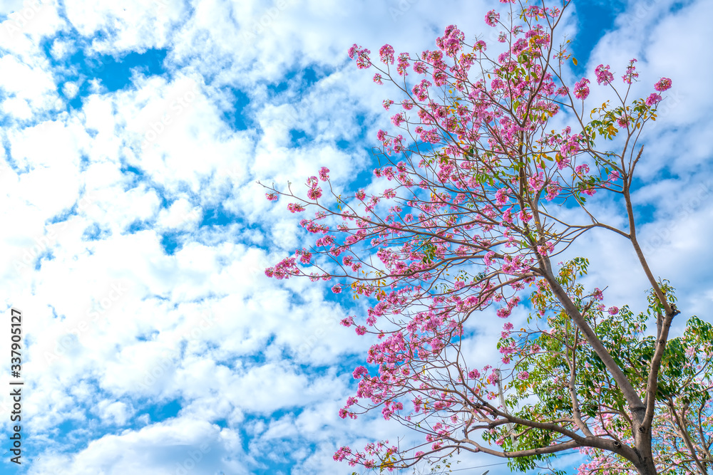 Tabebuia rosea blooming with blue sky background. This is a blooming flower like small pink trumpets adorned with natural colors.