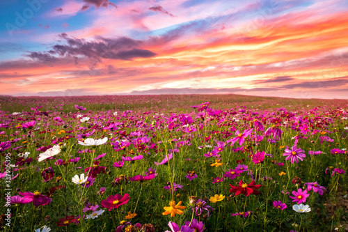 Beautiful and amazing of cosmos flower field landscape in sunset. nature wallpaper  background. © jakkapan