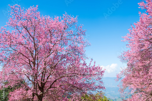 Beautiful cherry blossom flowers in spring time over blue sky. sakura tree at chiang-khong Chiangrai, The nothern of Thailand.