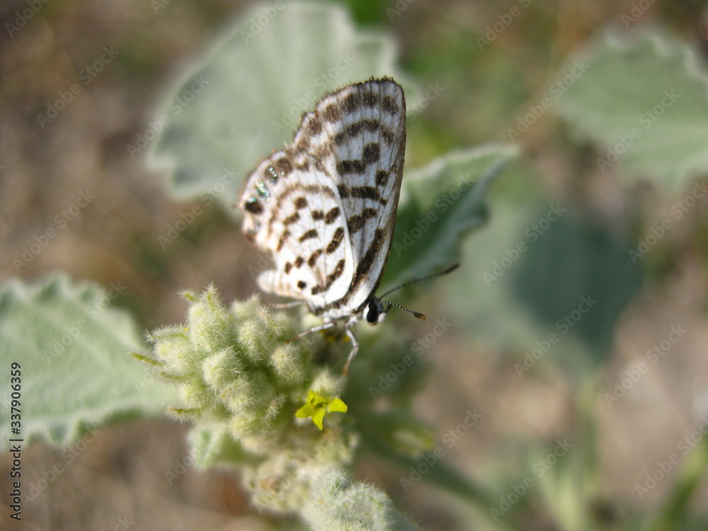 Fototapeta premium butterfly on leaf