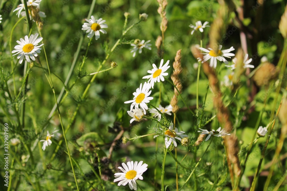 daisies in a meadow daisies in a meadow