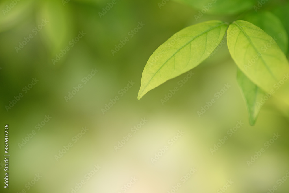 Leaf background.Closeup nature view of green leaf on blurred greenery background.Green leaf nature on blurred greenery background.