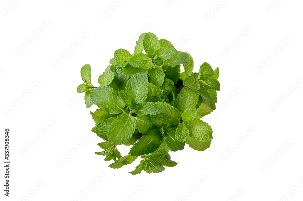 Bunch of fresh green mint on white background. Top view
Bunch of fresh green mint on white background. Top view