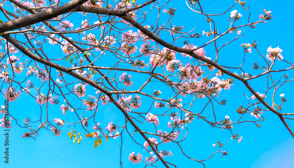 Close up Tabebuia rosea or pink trumpet blooming in sunny day with blue sky background. Close up Tabebuia rosea or pink trumpet blooming in sunny day with blue sky background.