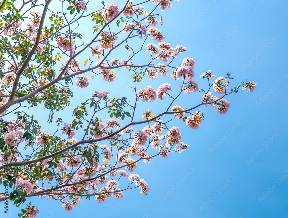 Close up Tabebuia rosea or pink trumpet blooming in sunny day with blue sky background. Close up Tabebuia rosea or pink trumpet blooming in sunny day with blue sky background.