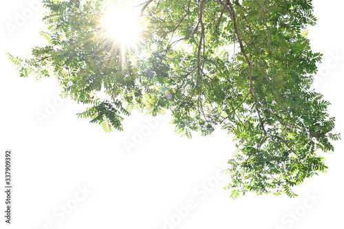 sunshine with green leaf on white background