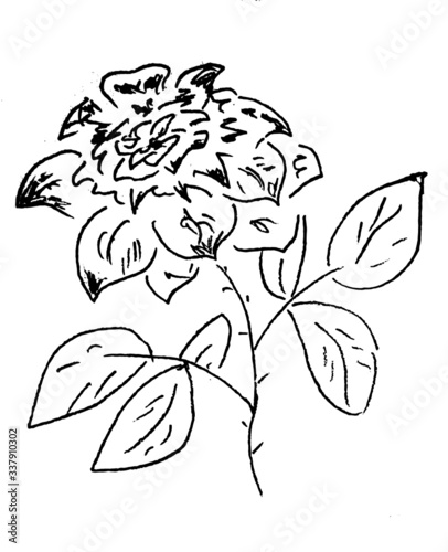 black and white rose