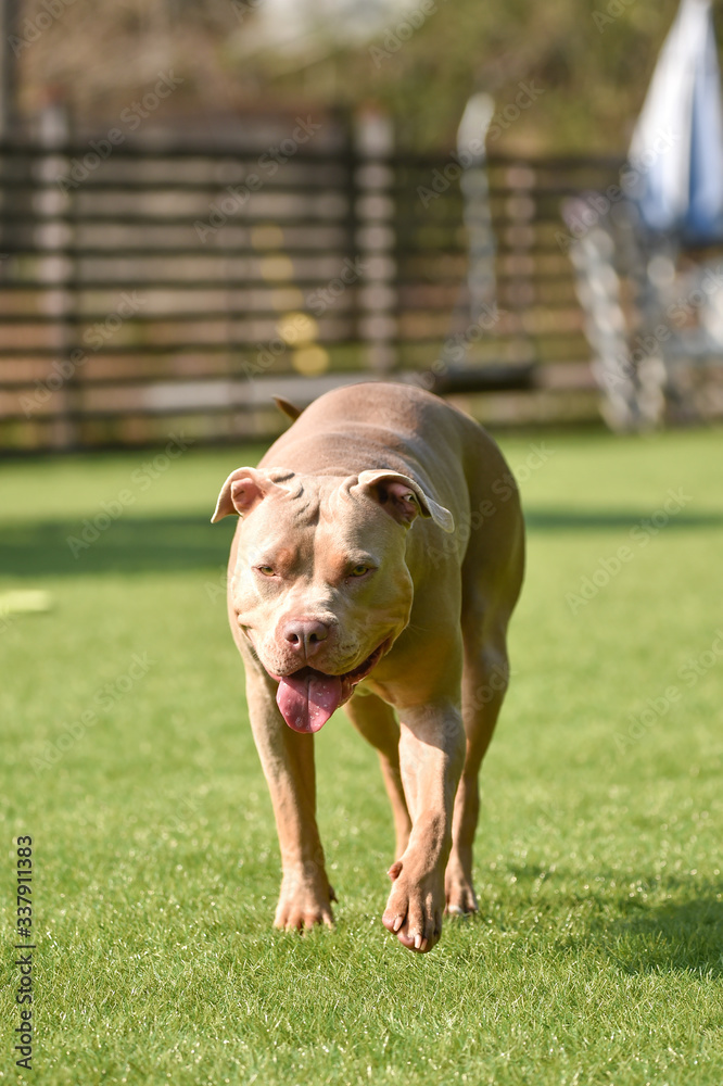 ドッグランで遊ぶピットブルとボストンテリア Stock Photo Adobe Stock