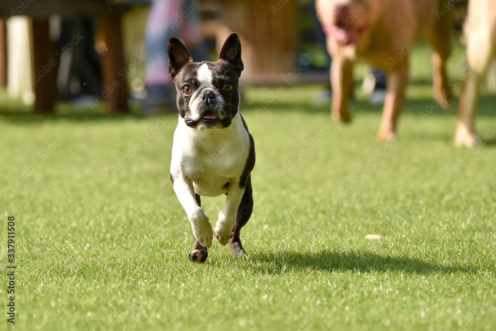 Fototapeta premium ドッグランで遊ぶピットブルとボストンテリア