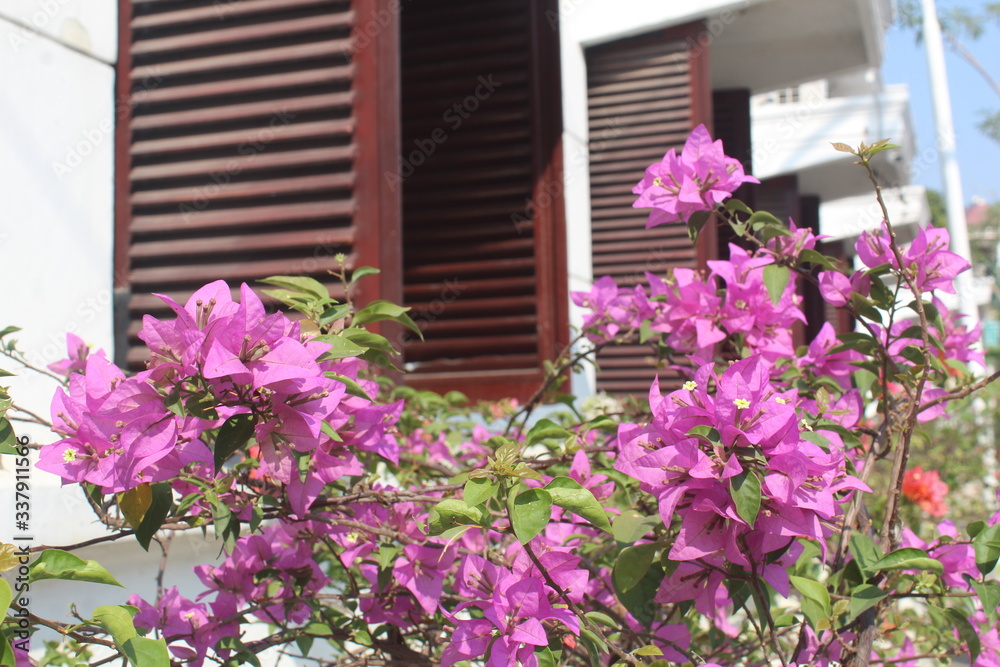 bugainville flower in front of vintage window