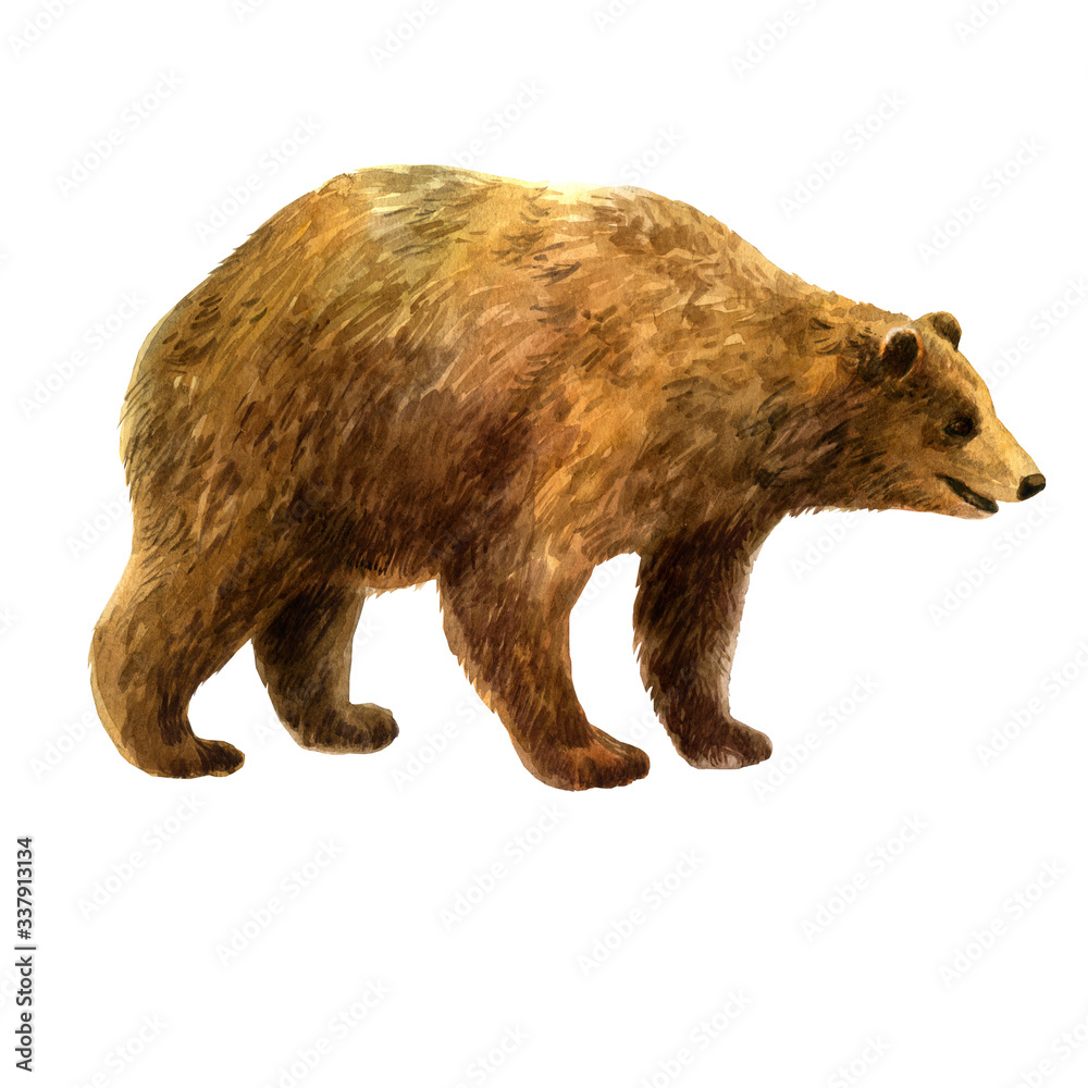 Fototapeta premium Watercolor illustration. Bear. Watercolor hand drawn forest animal.