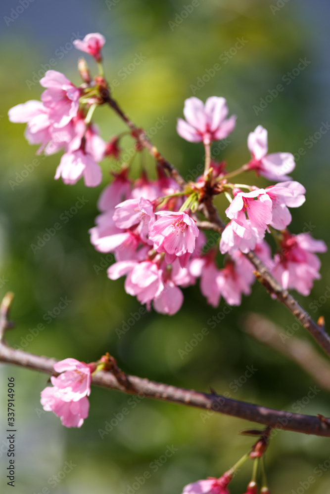 桜の花 春イメージ 桜の花 春イメージ