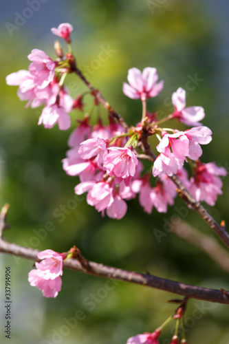 桜の花 春イメージ
