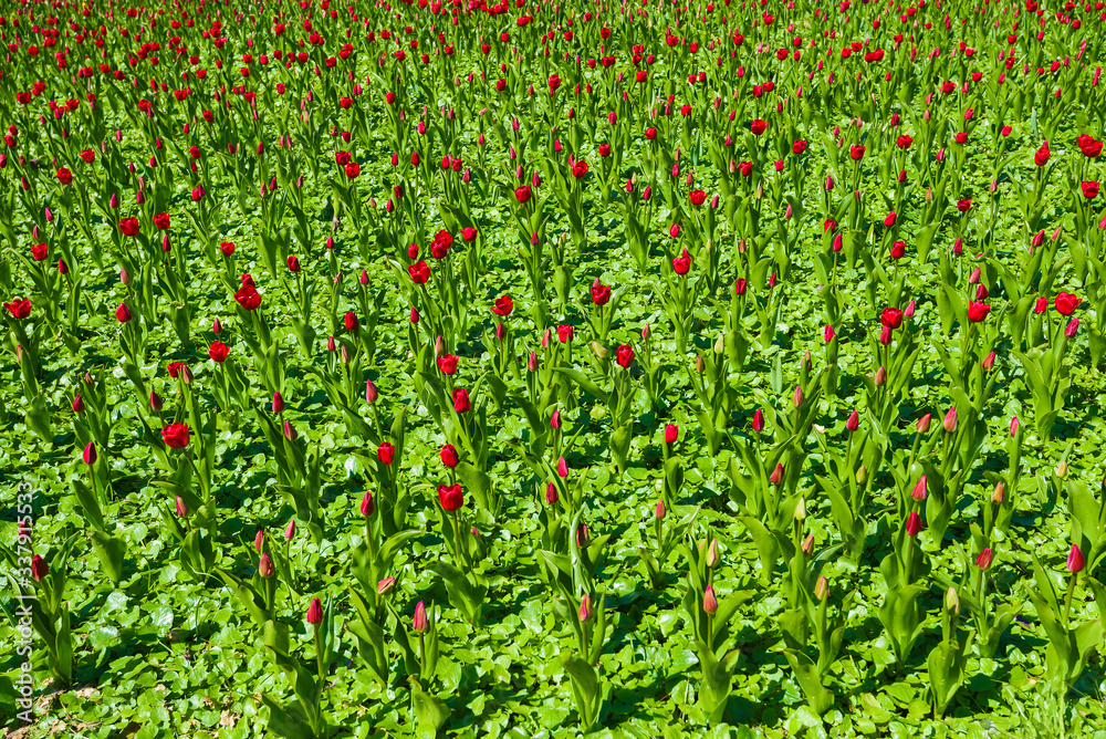 Young red tulips in a large flowerbed on a sunny May day
