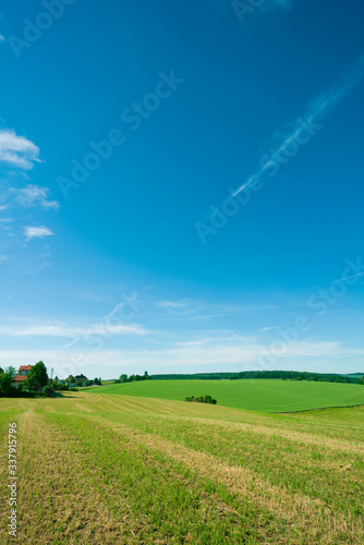 green meadow under the blue sky