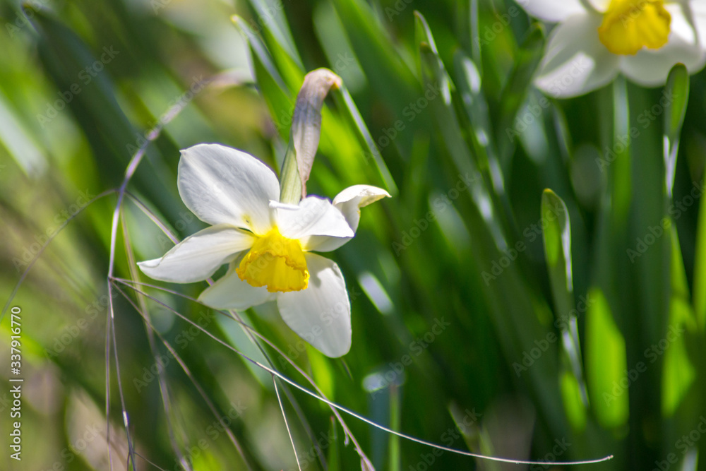 Bright Narcissus flowers in the garden, yellow spring flowers on a sunny day, thin green leaves Bright Narcissus flowers in the garden, yellow spring flowers on a sunny day, thin green leaves