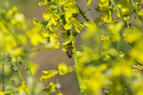 Close-up image of bee collecting nectar and pollen of yellow blossoming plant in the garden, broccoli blooming, day in the spring season, hard working bee insect, honeybee