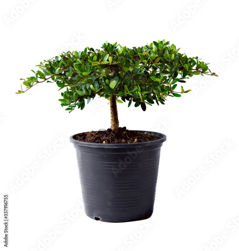 Small decorative little tree in plastic pots isolated on white background. Eco concept for add text message or web design.