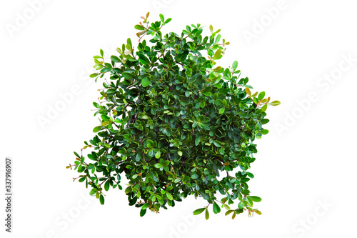 Top view of plants isolated on white background for green garden and design landscape architecture. Green fresh little plants and leaves on top view pattern.
