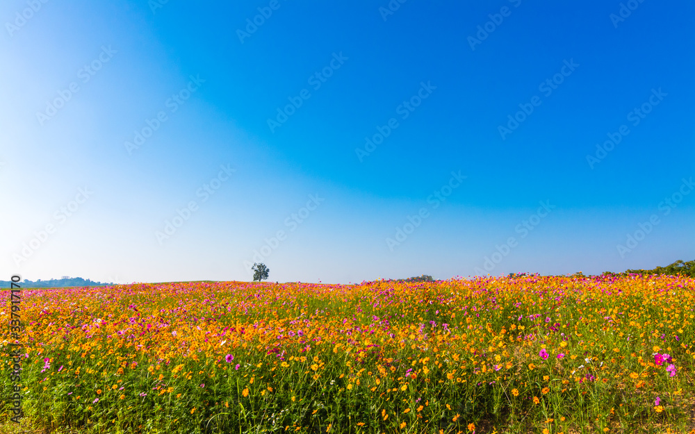 Beautiful cosmos flower blooming in the field on nature background Beautiful cosmos flower blooming in the field on nature background