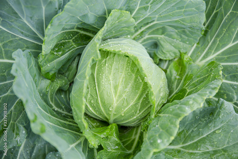 Top view of fresh organic cabbage vegetable background. picture used for clean healthy food backdrop. Top view of fresh organic cabbage vegetable background. picture used for clean healthy food backdrop.