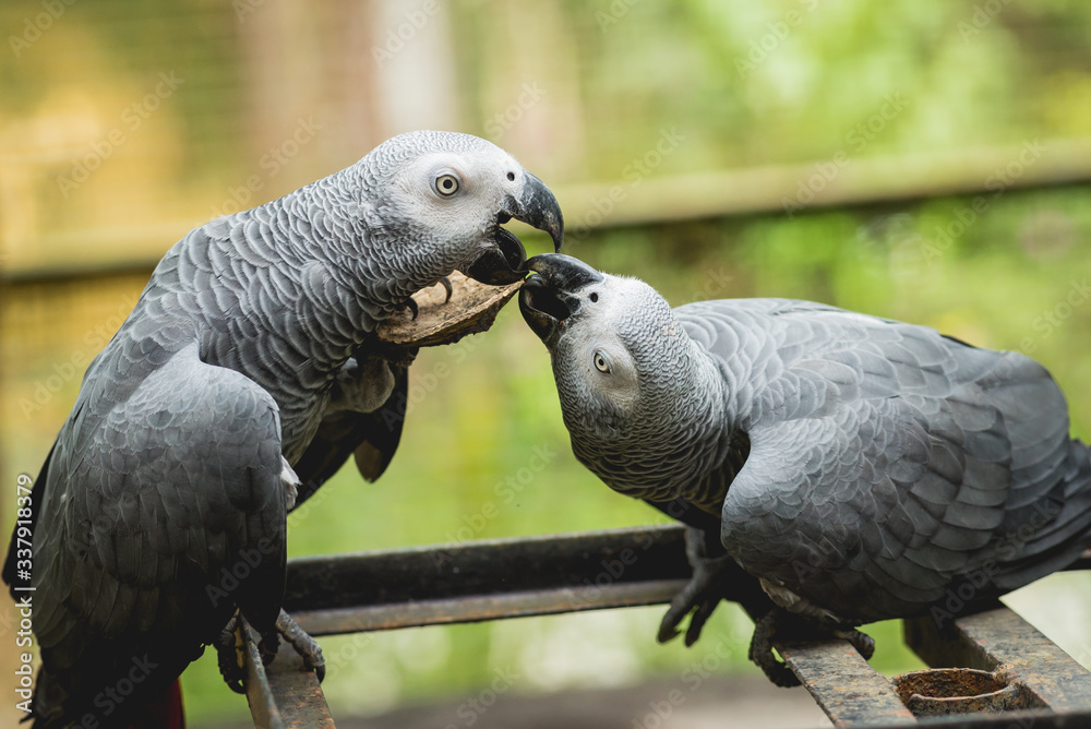 Obraz premium Parrots fighting for the food. Zoo, tropical reserve.