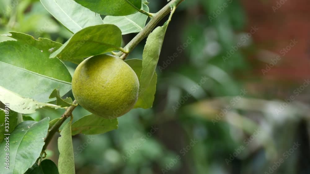 Hand picking up fresh lime on tree in garden Hand picking up fresh lime on tree in garden