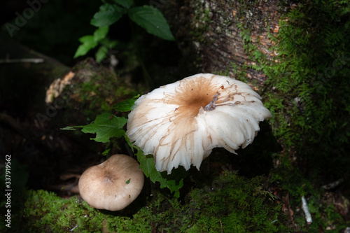 Mushrooms in a Tennessee forest