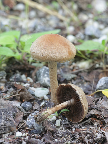 Lacrymaria lacrymabunda, known as the Weeping Widow, wild mushroom from Finland photo