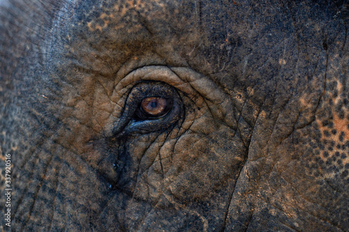Photography An elephant eye